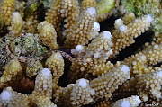 Acropora gemmifera-Corythoichthys-flavofasciatus syngnate a reseaux Safaga Tobia harba-5m-20171121-Denis-ADER-DSC_3375_tn